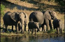 Game Drive in the Mosi-oa-Tunya National Park from Livingstone