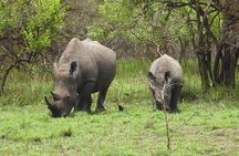Rhino Walking Safari at Mosi-oa-Tunya National Park