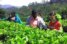 Tea Adventure- Haputale, Tea Plantation Tour with Lunch