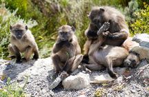 Cape Point Private Day Tour