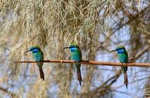 Agadir bird watching
