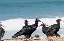 Agadir bird watching