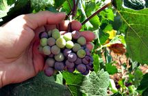 North Texas Wineries & Vineyards Tour & Tastings-6 person minimum