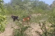 Game Drive in the Mosi-oa-Tunya National Park from Livingstone