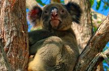 Kangaroos & Koalas in the Wild - Private Nature Experience