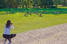 Kangaroos & Koalas in the Wild - Private Nature Experience