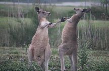 Kangaroos & Koalas in the Wild - Private Nature Experience