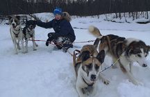 Privat sled trip with husky in the alta valley