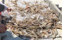 Hilton Head Shrimp Trawling Boat Cruise