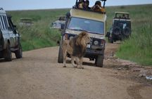 5 Day Private Lodge & Camping Tour of Tarangire, Serengeti & Ngorongoro Crater 