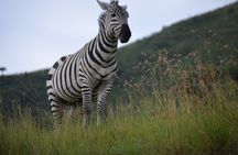5 Day Private Lodge & Camping Tour of Tarangire, Serengeti & Ngorongoro Crater 
