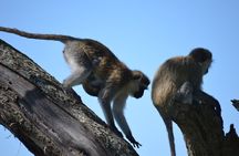 5 Day Private Lodge & Camping Tour of Tarangire, Serengeti & Ngorongoro Crater 