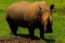 2-Day Ol Pejeta Conservancy Guided Safari Tour from Nairobi