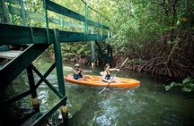 SoCoHo Eco Half Day - Mangrove Kayak & Reef Snorkeling