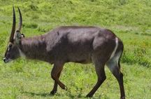 2 Day Safari Tarangire and Ngorongoro Crater