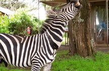 2 Day Safari Tarangire and Ngorongoro Crater