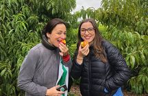 Wine Tasting, Cape Dutch Farm and Art Day Tour from Cape Town