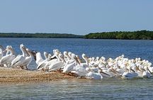 Everglades National Park Biologist Led Adventure: Cruise, Hike + Airboat