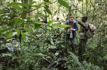 Experience Chimpanzee Trekking in Budongo Forest