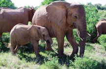 7 Days Tsavo East, Taita, Amboseli & Sanctuary Safari.