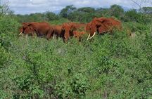 7 Days Tsavo East, Taita, Amboseli & Sanctuary Safari.
