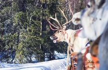 Snowmobile Safari to Reindeer Farm - Saariselkä
