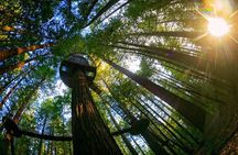 Rotorua Farm & Forest Private Tour from Auckland
