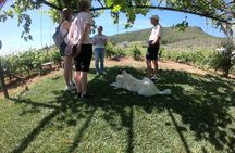 Wine Tasting Private Day Experience with Lunch, Ancient Corinth - Ancient Nemea