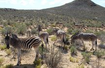 Full-Day Safari Aquila Game Reserve from Cape Town