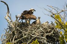 Everglades National Park Biologist Led Adventure: Cruise, Hike + Airboat