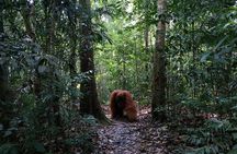 Wonderful 7 Days North Sumatra Tour (Include: 2 Days 1 Night Jungle Trekking)