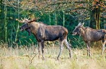 Moose Safari