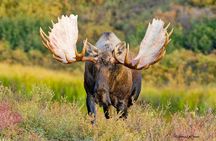 Moose Safari with Experienced Local Guide - Rovaniemi