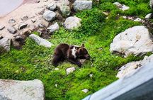 Visit Ranua Arctic Wildlife Park from Kemi