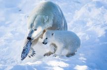 Visit Ranua Arctic Wildlife Park from Kemi