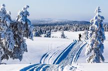 Snowmobile Safari in the Forest
