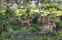 2 Days Taita Hills Saltlick Safari (Minimum 2 pax)