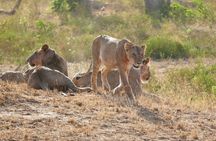 2 Days Taita Hills Saltlick Safari (Minimum 2 pax)
