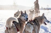 Snowmobile Safari to Reindeer and Husky Farms - Rovaniemi