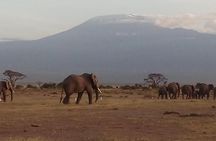 5 Days Safari Tsavo East NP Taita Hill Wildlife Sanctuary Amboseli NP-Mid range.