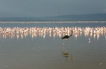 4 Days Safari to Lake Nakuru N/P and Maasai Mara N/R