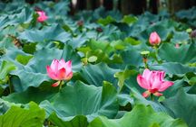 Wuxi Lingshan Buddhist Scenic Spot and Tai Lake Private Tour 