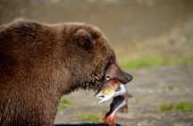 2 Park Bear Viewing Adventure to Katmai and Lake Clark NP
