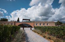 In a carriage among the vineyards, visit of the cellar, tasting of organic wines.