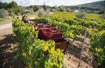 In a carriage among the vineyards, visit of the cellar, tasting of organic wines.