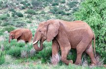 Tsavo East National Park 2 days Voi Safari Lodge from Mombasa.