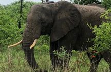 3-Day Kruger National Park Private Safari from Johannesburg