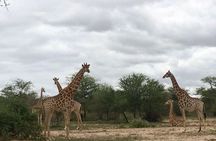 3-Day Kruger National Park Private Safari from Johannesburg