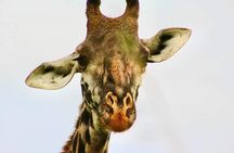 2-Day Ol Pejeta Conservancy Guided Safari Tour from Nairobi