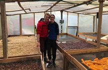 Coffee Farm and Salento Walking Tour